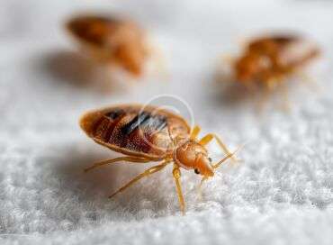 When to call a professional for pest problems at home