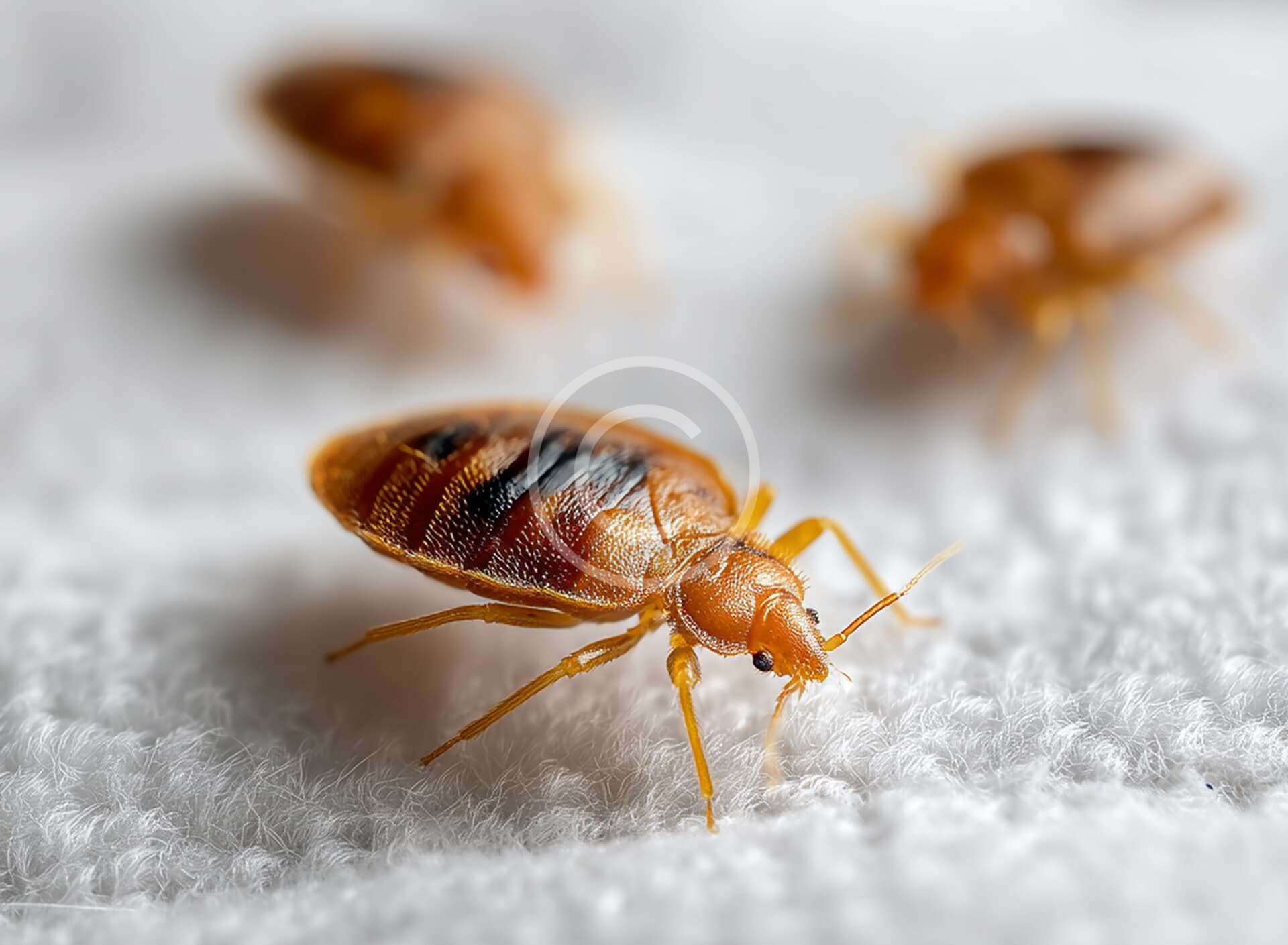 When to call a professional for pest problems at home